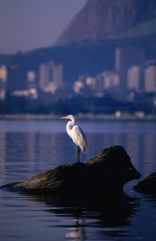 Heron sitting on rock in Lagoa.