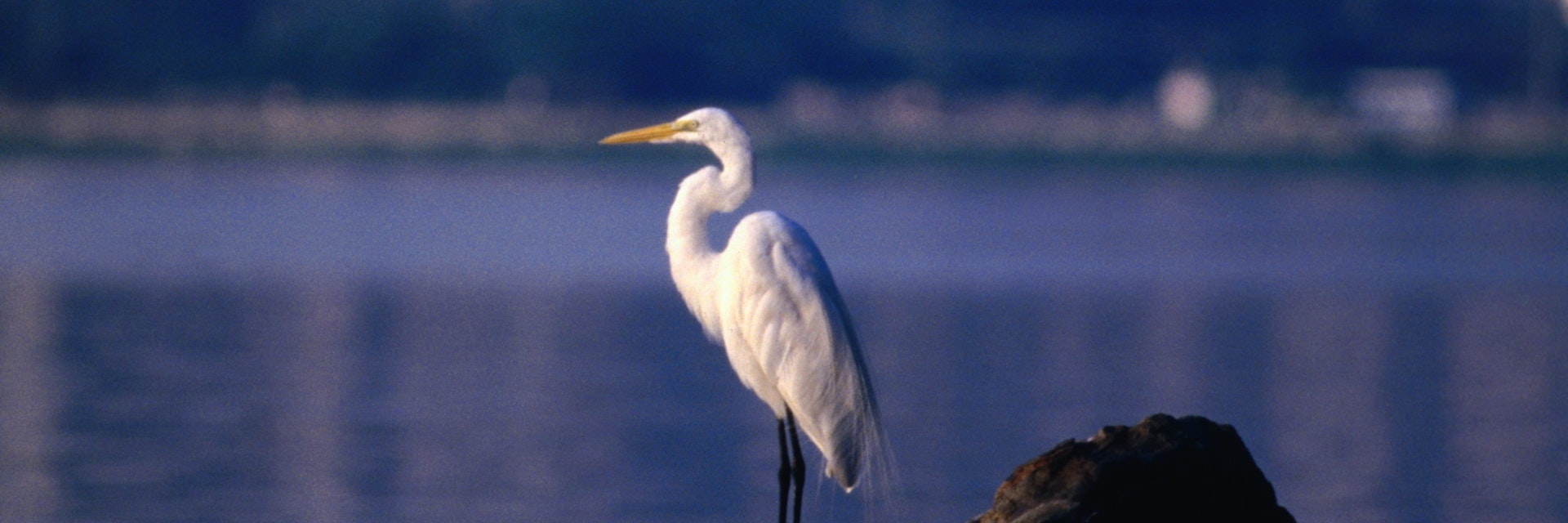 Heron sitting on rock in Lagoa.
