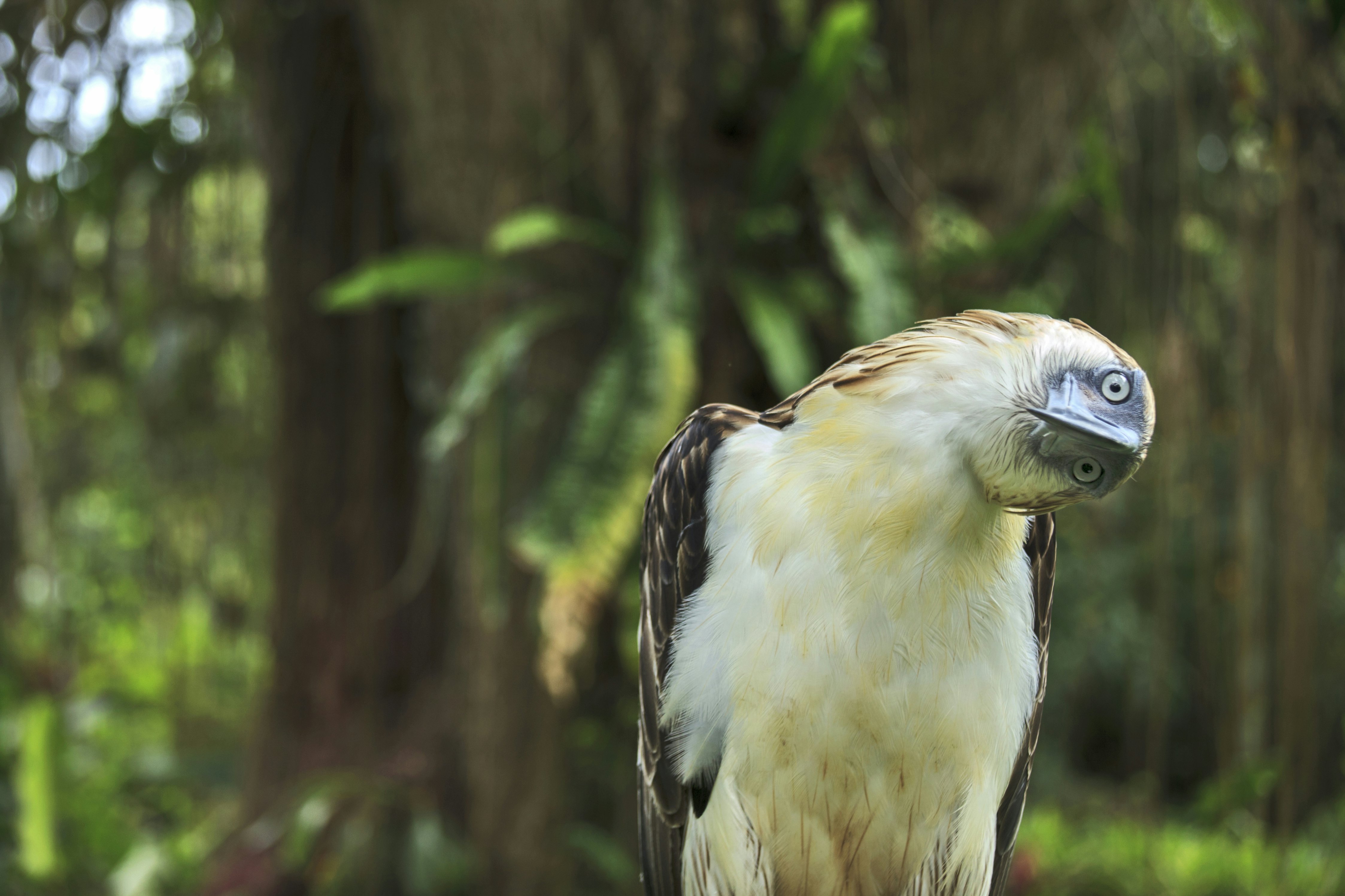 The Philippine Eagle