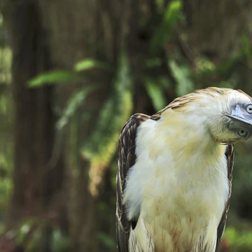 The Philippine Eagle
