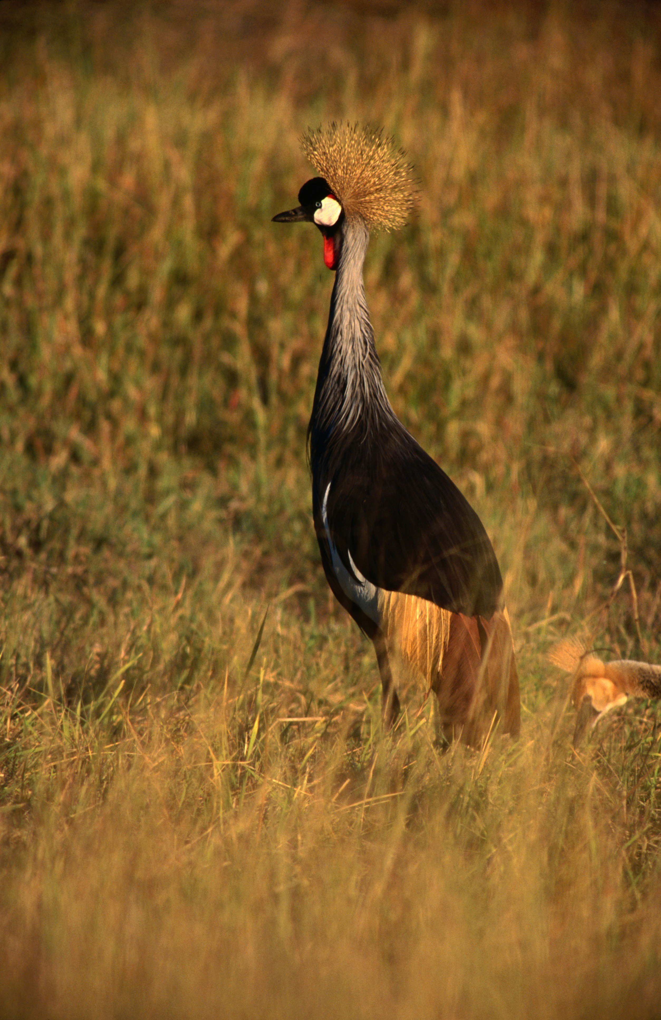 Crowned Crane from Hwange National Park.