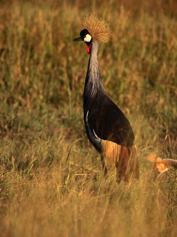 Crowned Crane from Hwange National Park.