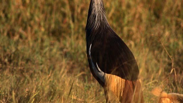 Crowned Crane from Hwange National Park.