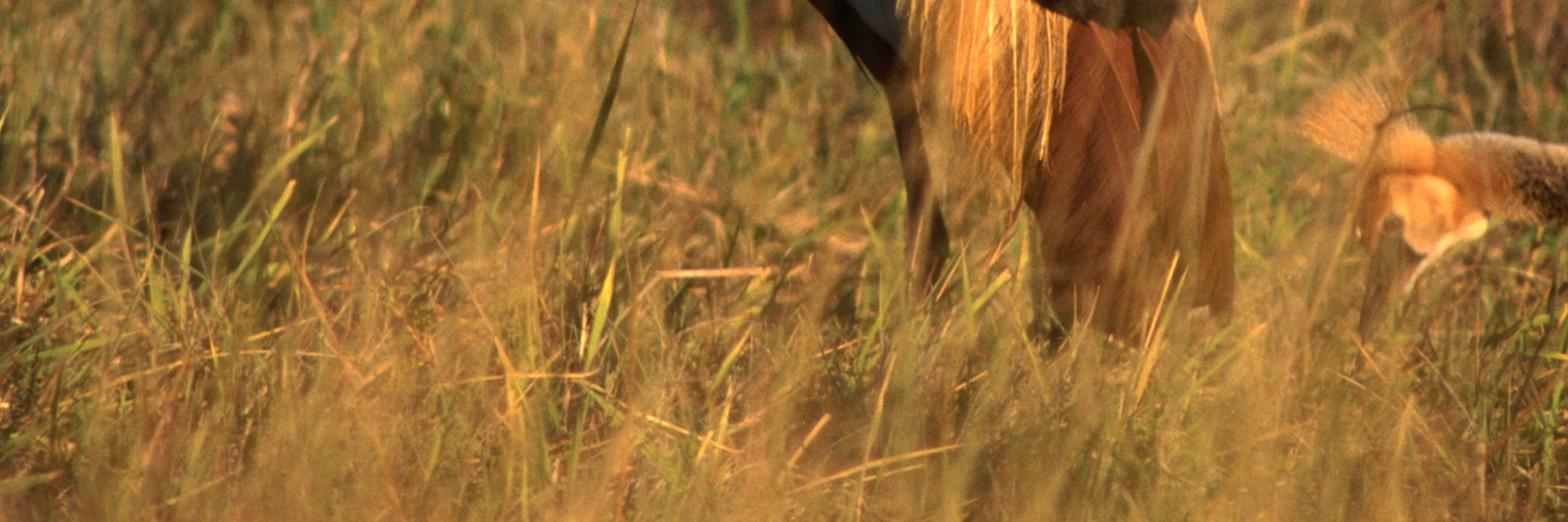 Crowned Crane from Hwange National Park.
