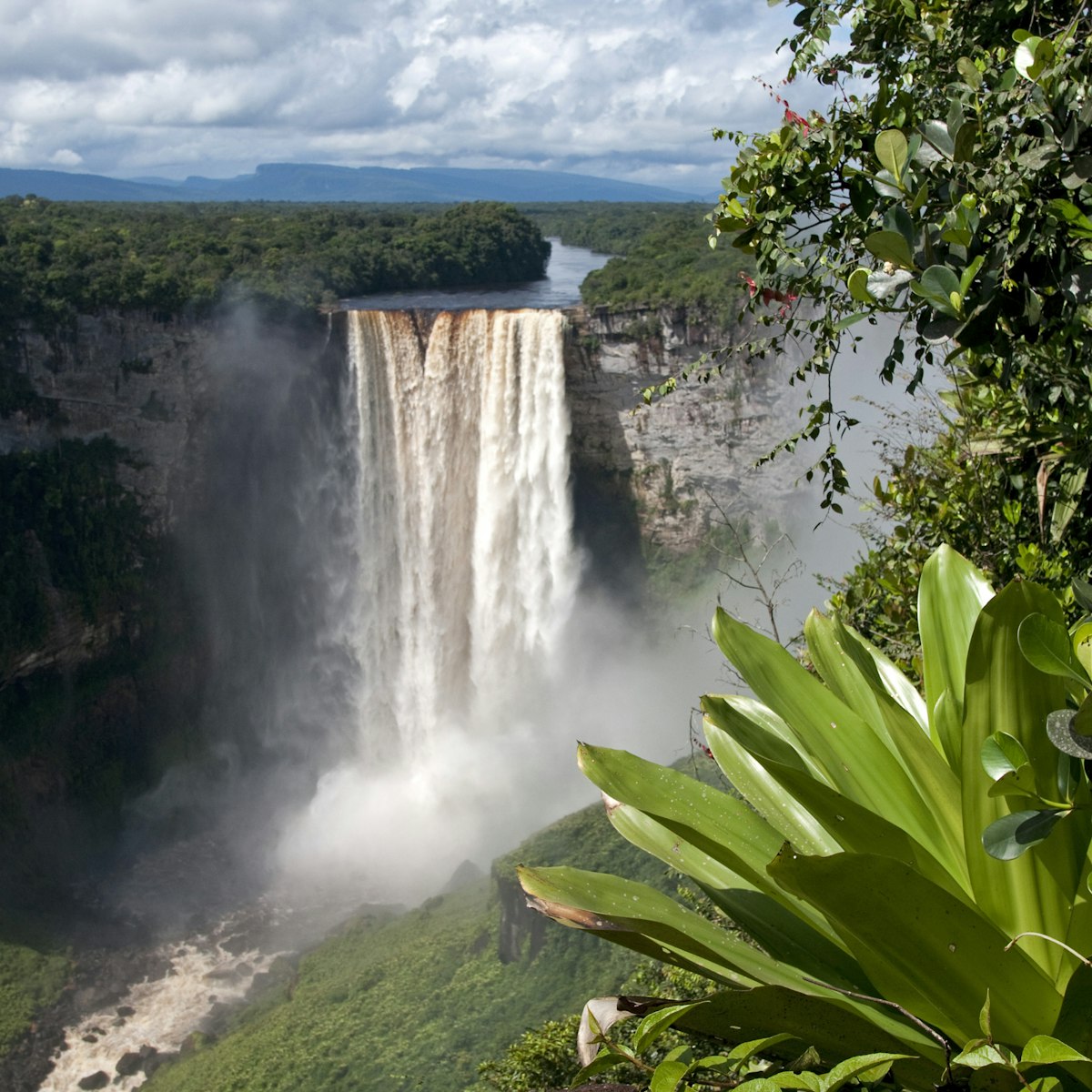Giant Tank Bromeliad (Brocchinia micrantha) with Kaieteur Falls in the background, Kaieteur National Park, Guyana, South America