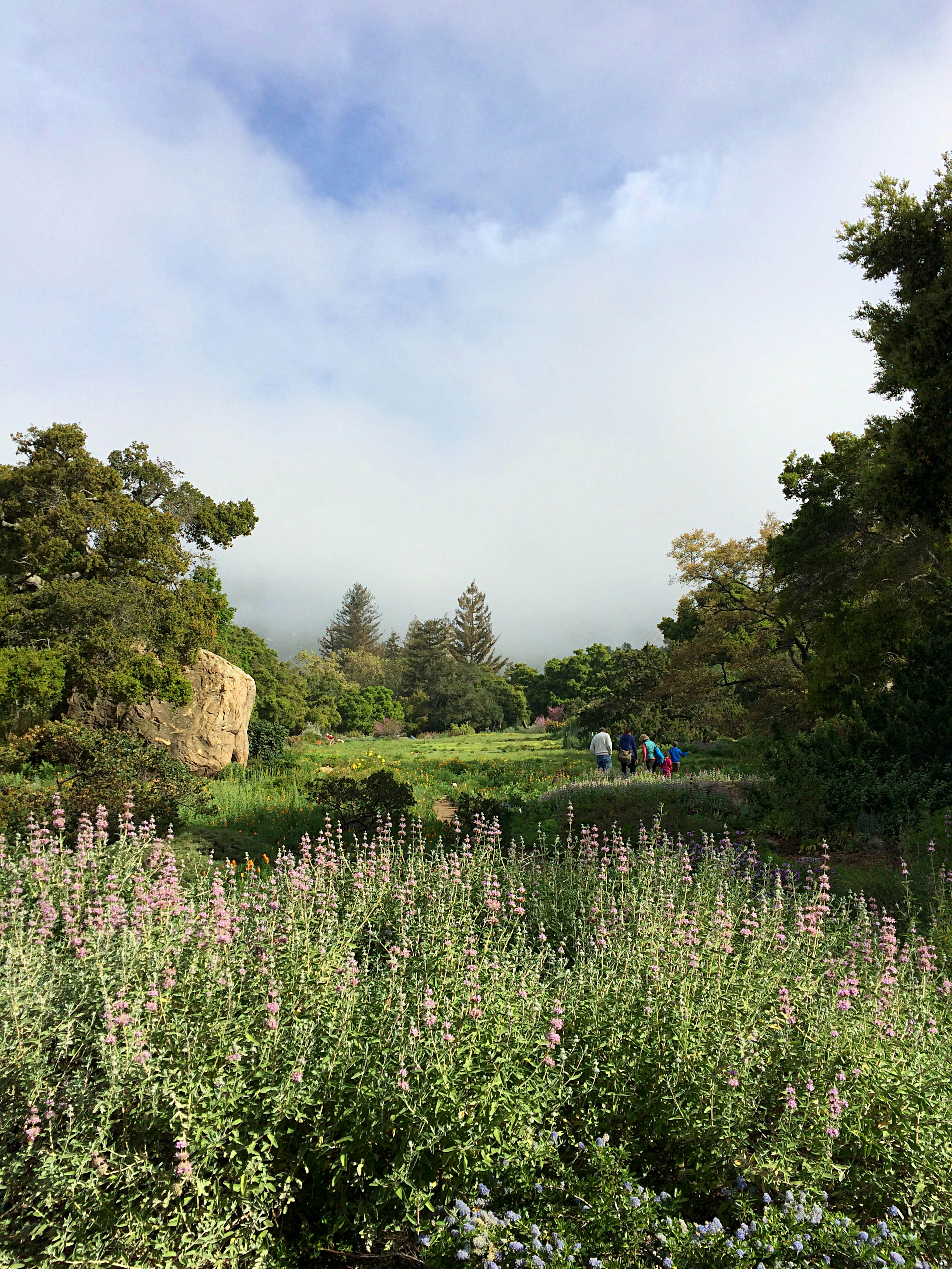 Santa Barbara Botanic Garden USA Sights Lonely Planet