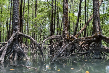 The massive prop roots of a mangrove forest in the Mergui Archipelago, Myanmar, hold the trees steady in soft mud. This set of islands, set in the Andaman Sea not far from Thailand, is rarely visited.; Shutterstock ID 174897674; Your name (First / Last): Laura Crawford; GL account no.: 65050; Netsuite department name: Online Editorial; Full Product or Project name including edition: Myanmar website highlights images BiT