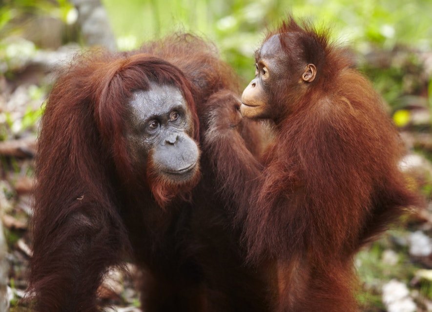 Orangutans at Semenggoh Wildlife Centre.