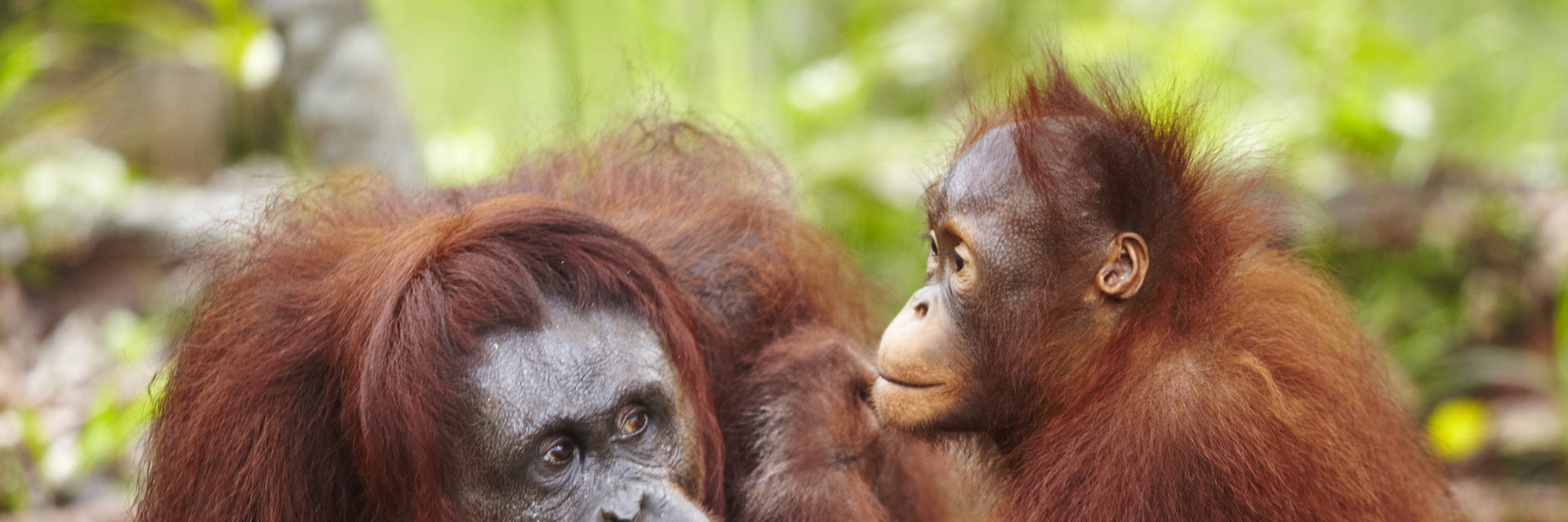 Orangutans at Semenggoh Wildlife Centre.