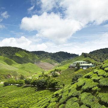 Overview of tea plantation.