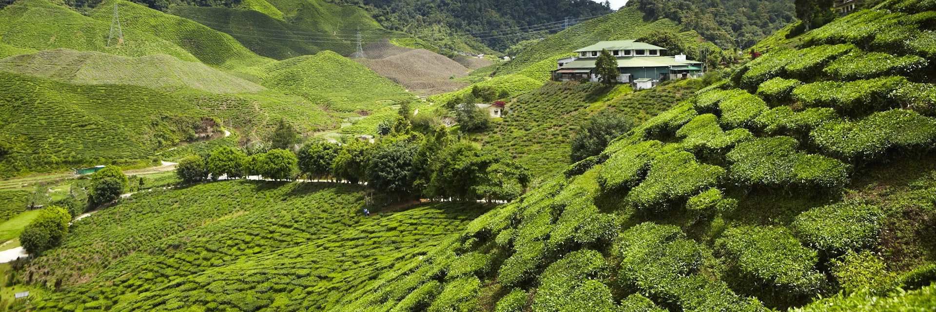 Overview of tea plantation.