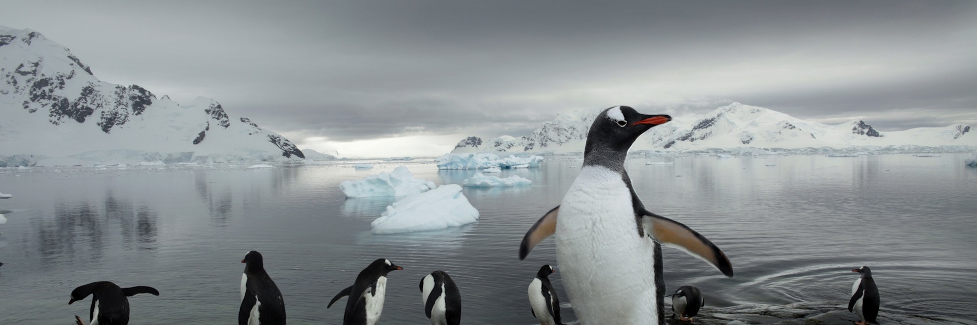 Gentoo penguins on fringes of Paradise Bay on Antarctic Peninsula..