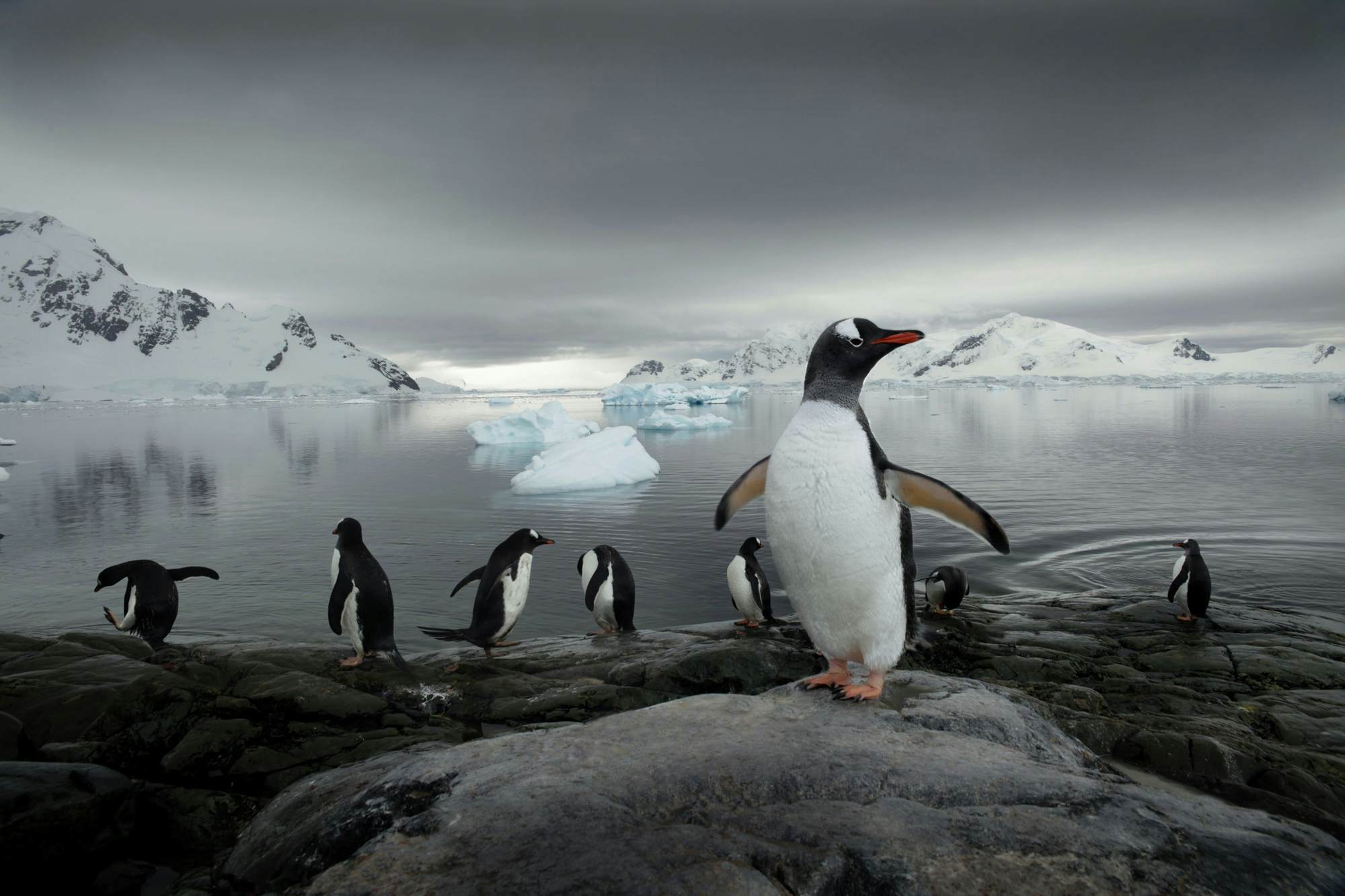 Antarctic Peninsula null