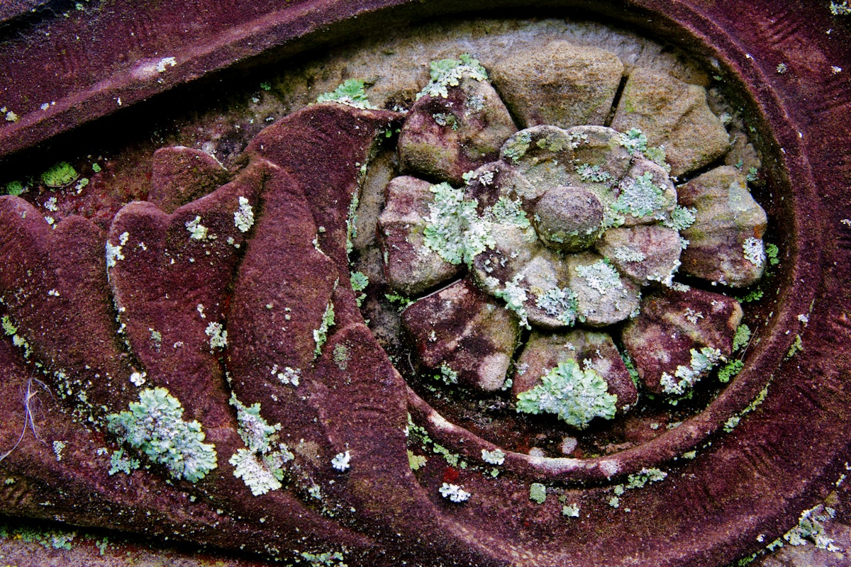 Close-up detail of lichen encrusted stone flower found on tomb at Bonaventue Cemetery near Savannah, Georgia, USA.