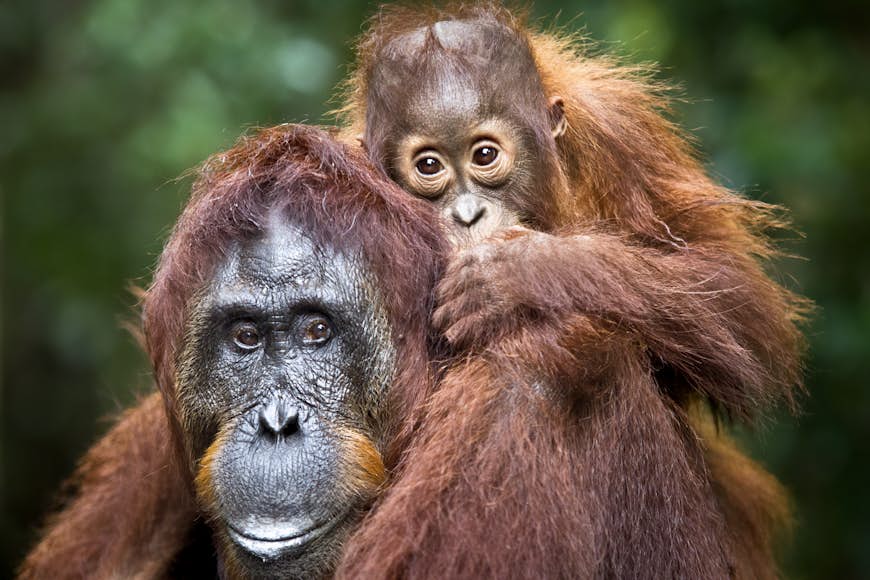 Close up of orangutans in Tanjung Puting National Park Indonesia