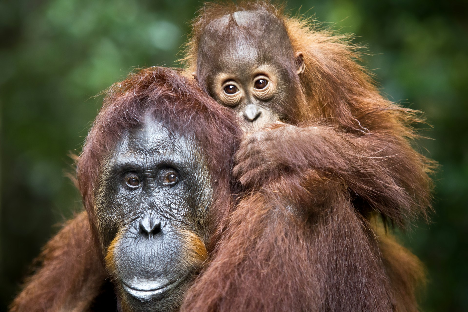 Orangutans in Tanjung Puting National Park Indonesia