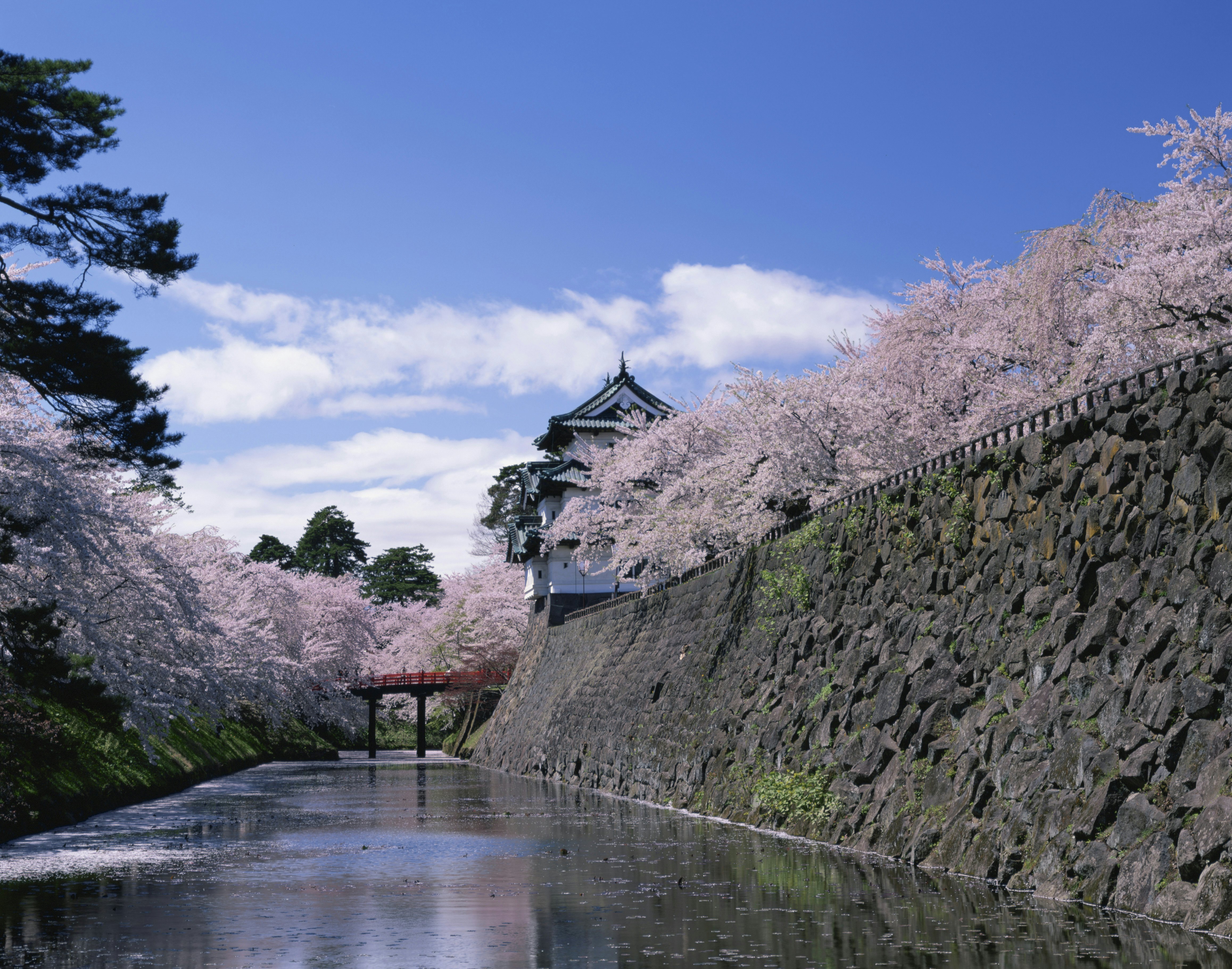 Japan, Aomori Prefecture, Hirosaki, Hirosaki Park, Cherry Blossom trees along moat