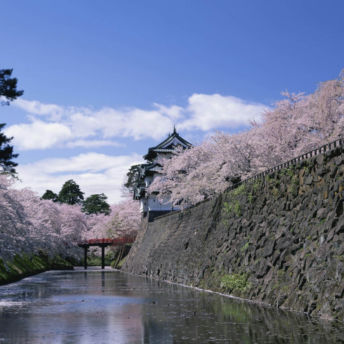 Japan, Aomori Prefecture, Hirosaki, Hirosaki Park, Cherry Blossom trees along moat