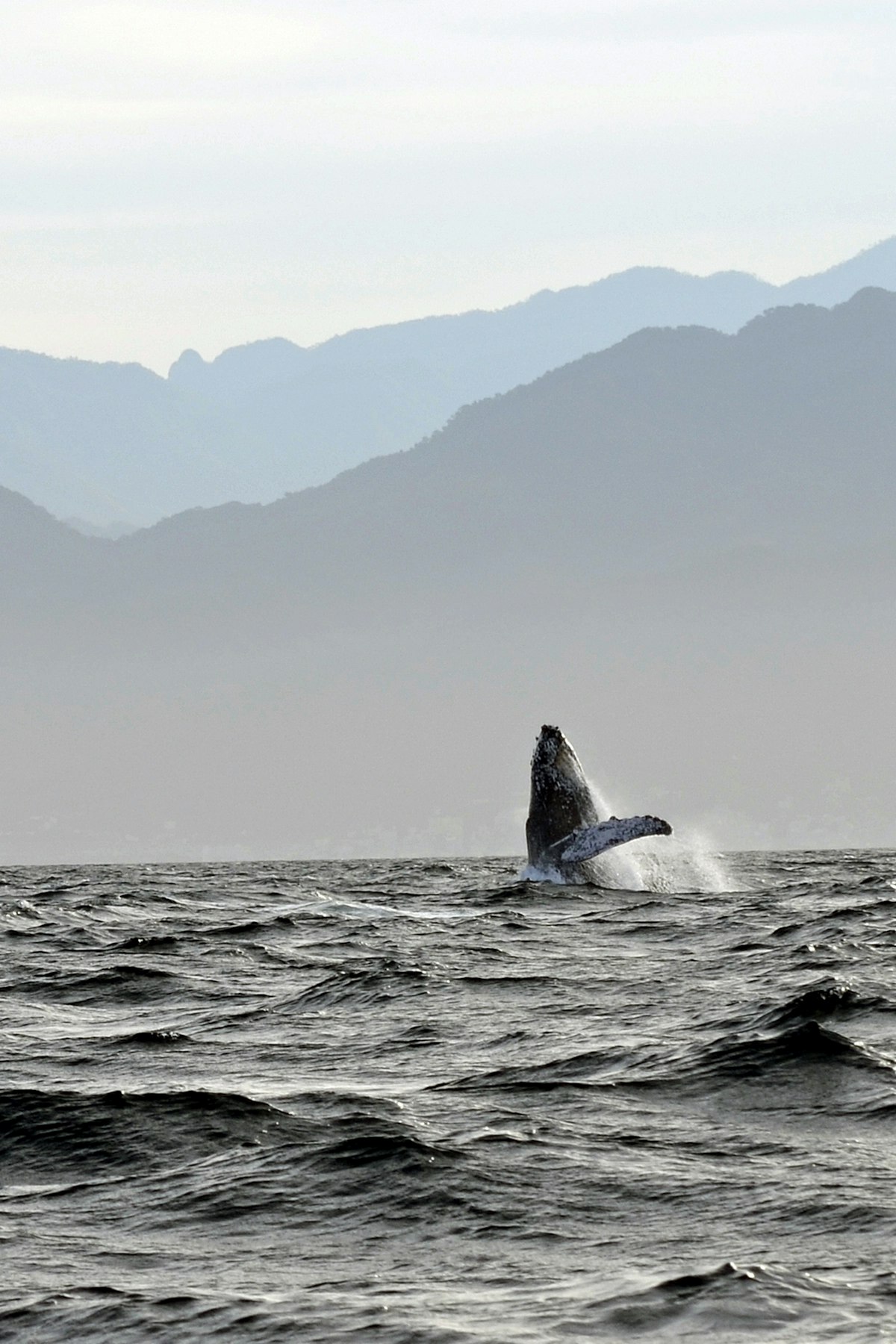 500px Photo ID: 66848395 - Breaching humpback whale on the Bay of Banderas, near Puerto Vallarta, Mexico