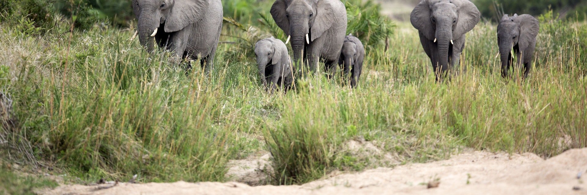Herd of elephants walking through grassland.