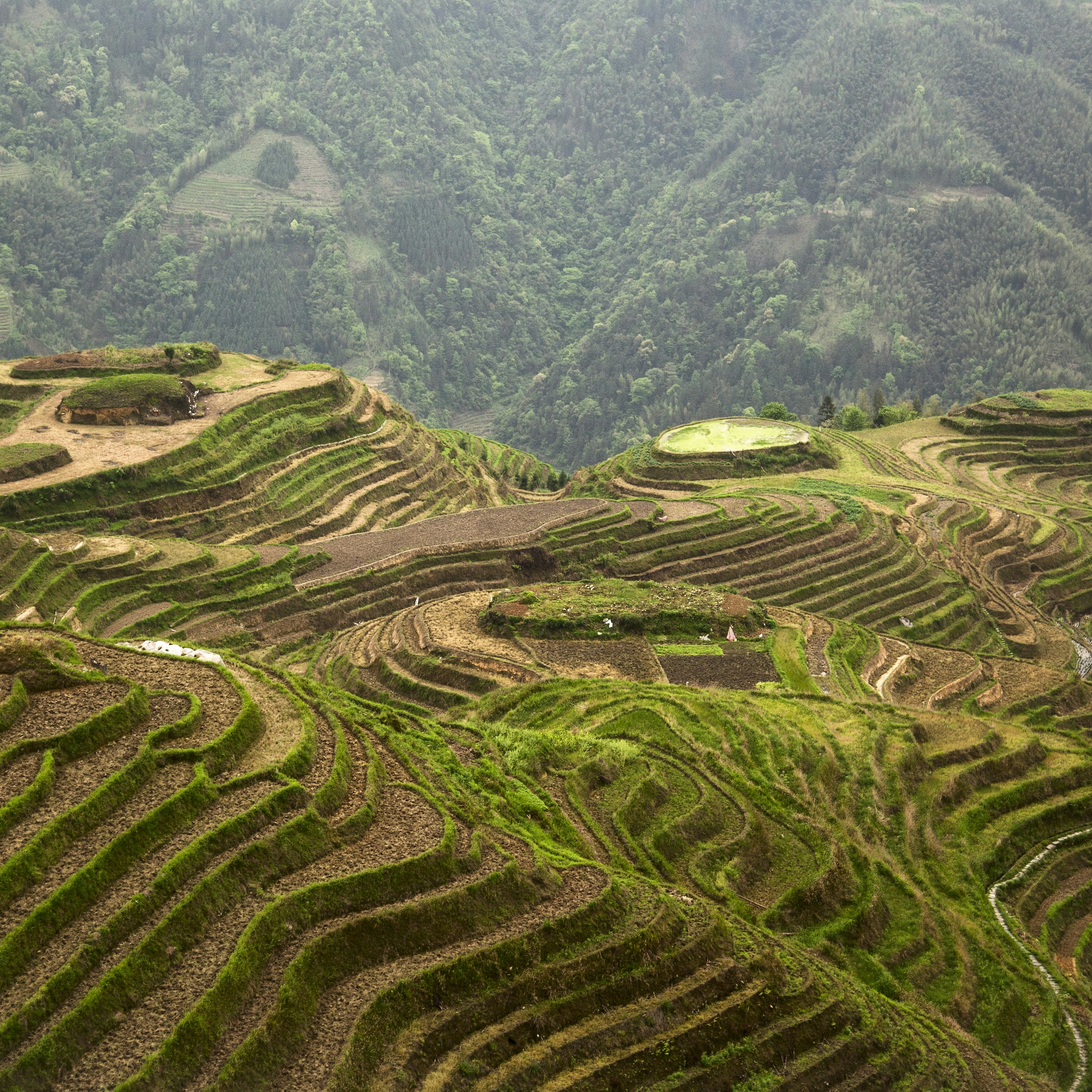 The Longji terraces area is famous for the excessively large number of terraced rice paddy fields on its mountain, which have created an intricate pattern on the hillsides. Set amongst the villages of the minorities Zhuang and Yao, the area allows for easy to moderate walking/hiking possibilities along and up hillsides to view the panoramas of the terraced rice fields
