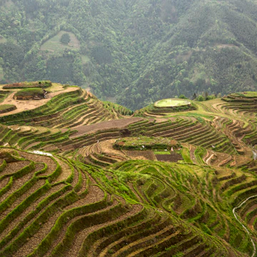 The Longji terraces area is famous for the excessively large number of terraced rice paddy fields on its mountain, which have created an intricate pattern on the hillsides. Set amongst the villages of the minorities Zhuang and Yao, the area allows for easy to moderate walking/hiking possibilities along and up hillsides to view the panoramas of the terraced rice fields