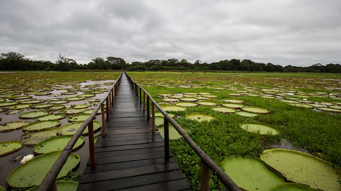 Lake in Porto Jofre - Pantanal - Mato Grosso - Brazil.Vitória Régia
