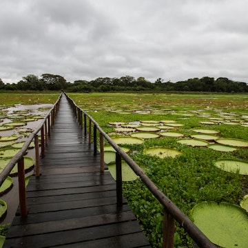 Lake in Porto Jofre - Pantanal - Mato Grosso - Brazil.Vitória Régia