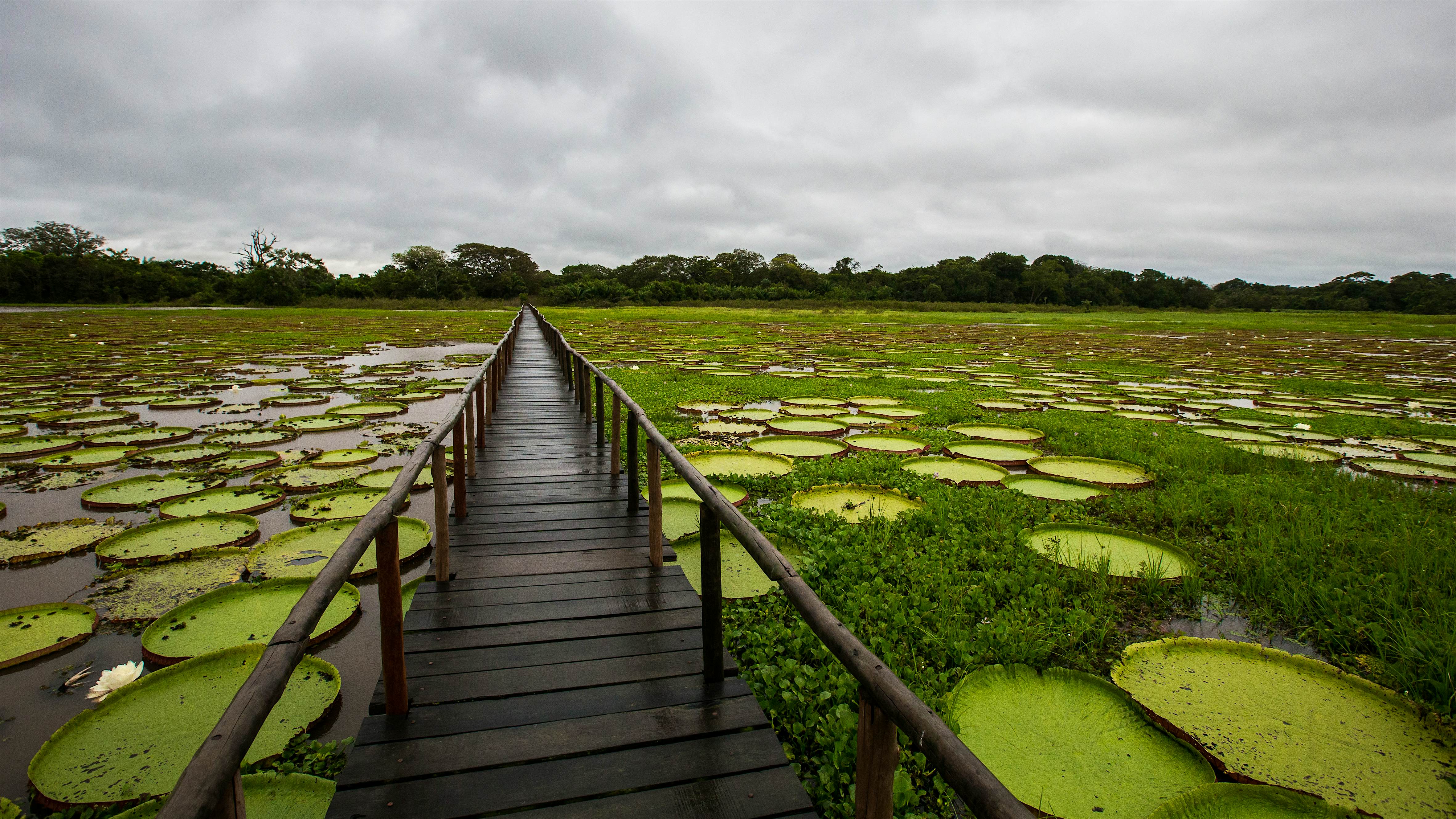brazil pantanal tour