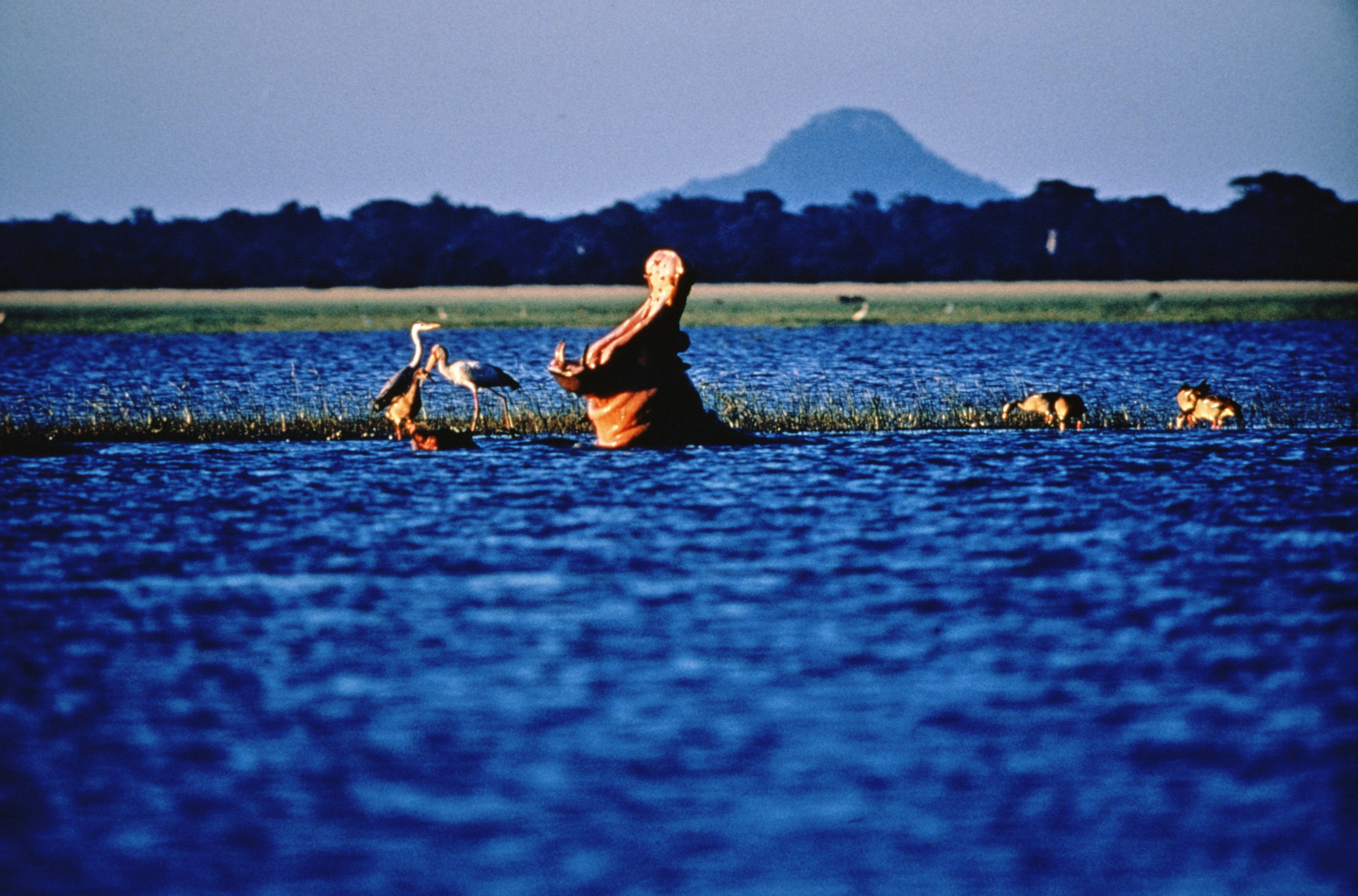 Hippopotamus (Hippopotamus amphibius) in water