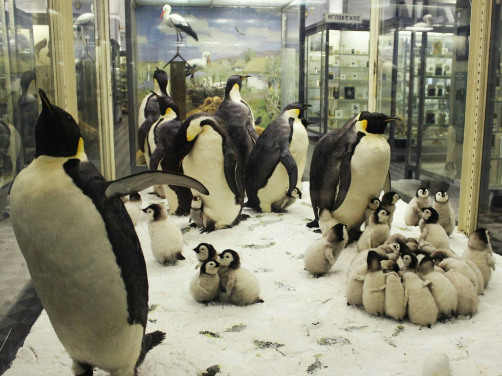 Image of Museum of Zoology