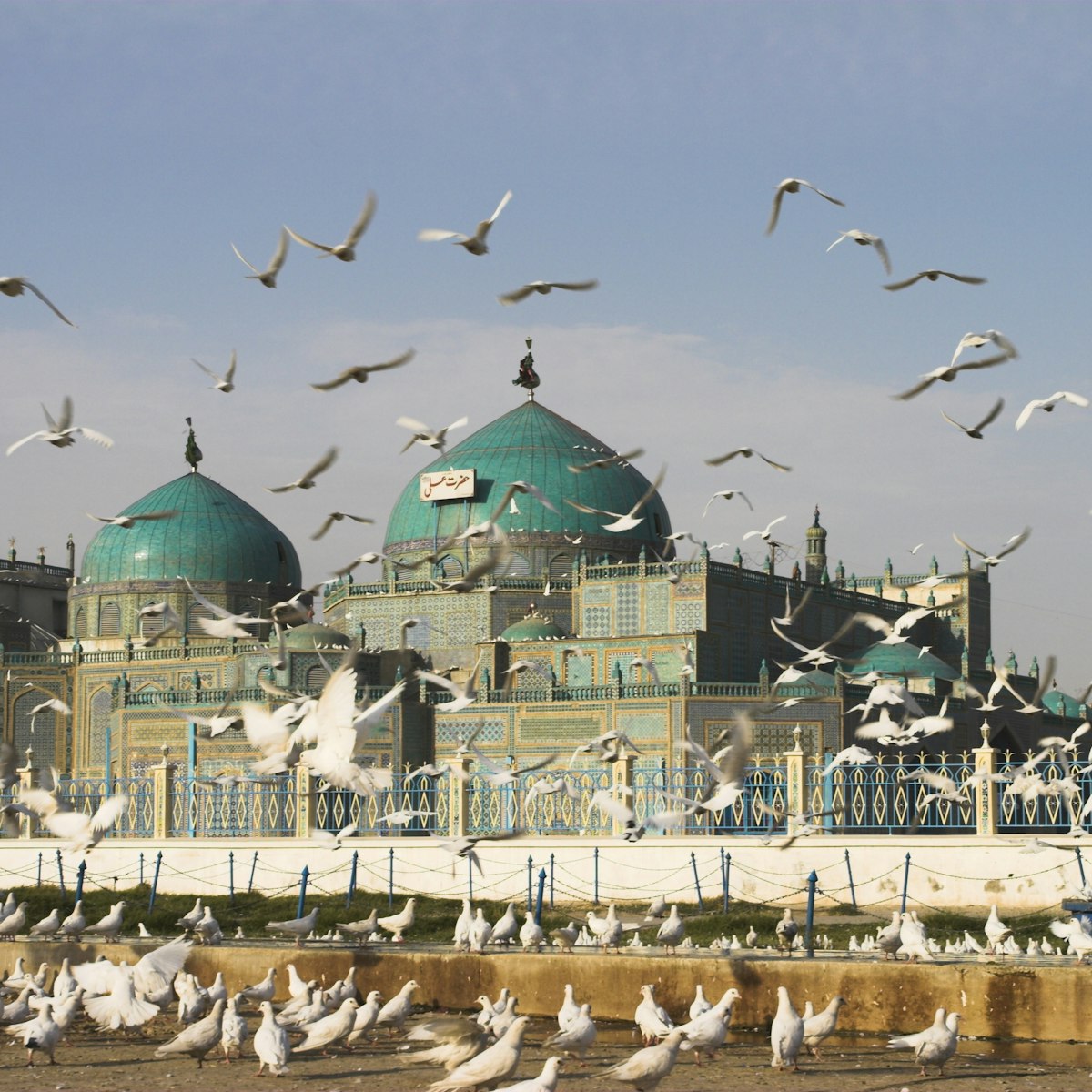 The famous white pigeons, Shrine of Hazrat Ali, Mazar-I-Sharif, Balkh province, Afghanistan, Asia