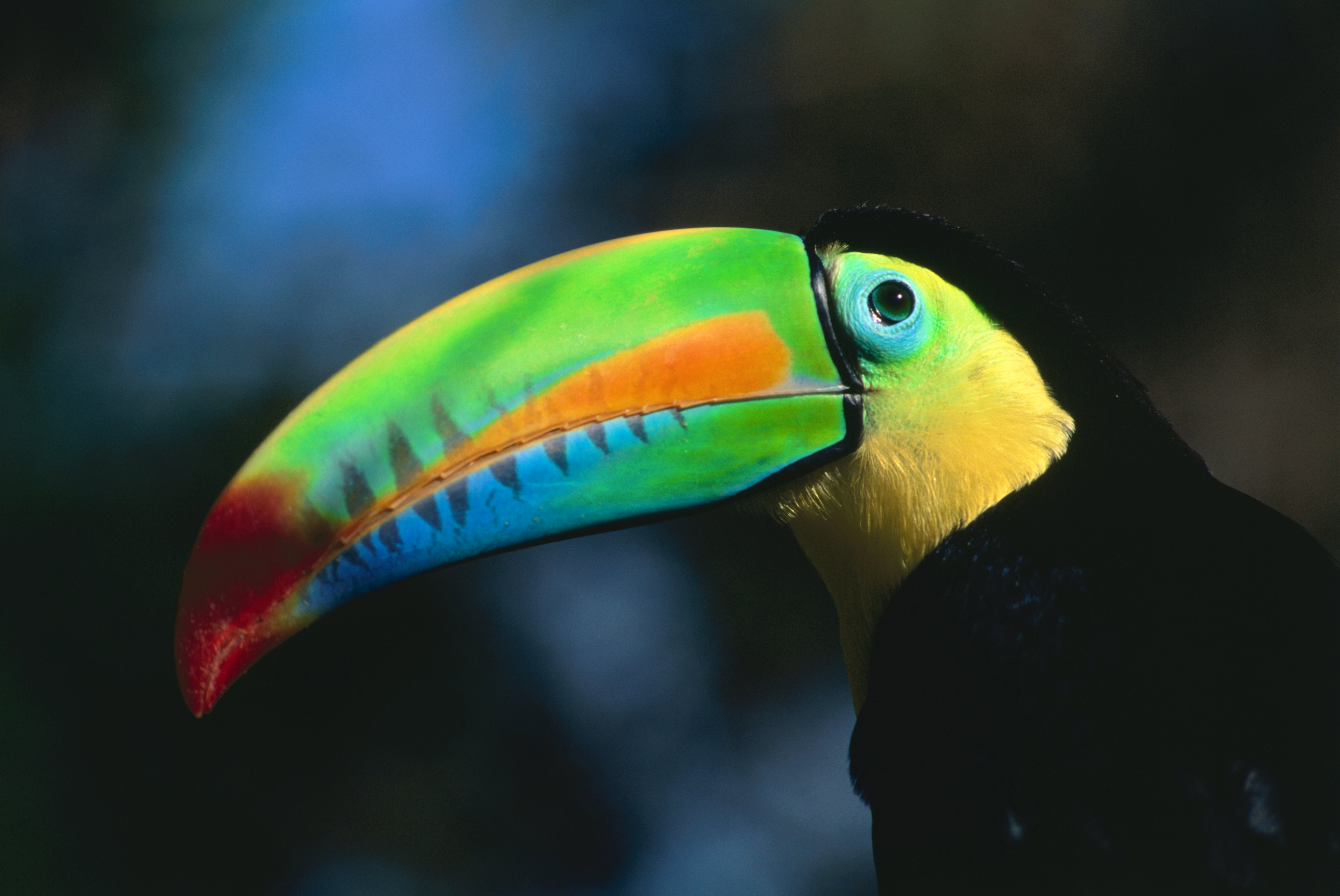 Keel-Billed Toucan (Ramphastos sulfuratus) in profile, Soberania National Park, Panama