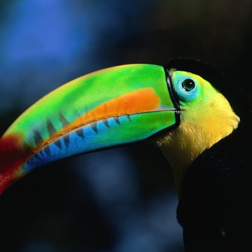 Keel-Billed Toucan (Ramphastos sulfuratus) in profile, Soberania National Park, Panama
