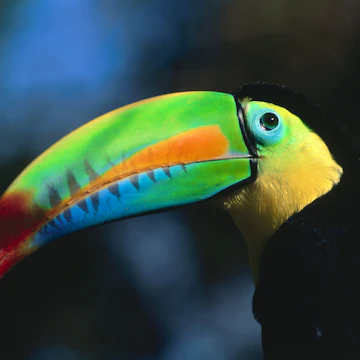Keel-Billed Toucan (Ramphastos sulfuratus) in profile, Soberania National Park, Panama