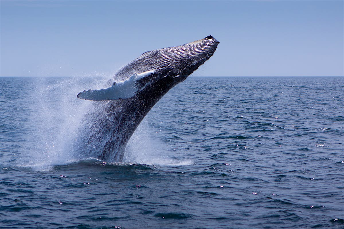 Stellwagen Bank National Marine Sanctuary | Provincetown, USA ...