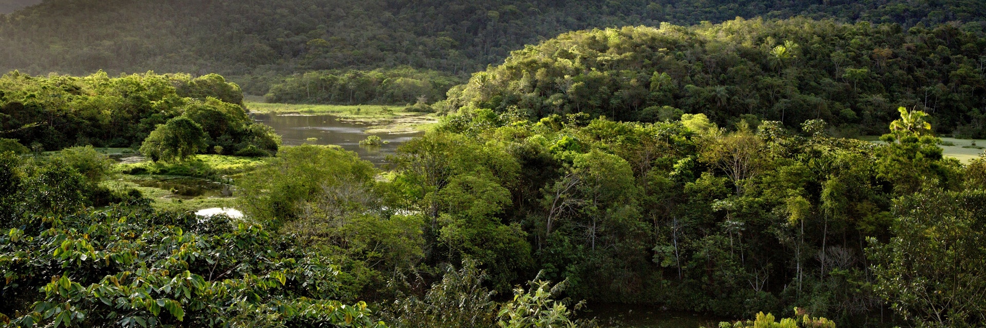 Overview of rainforest regrowth and wetlands.