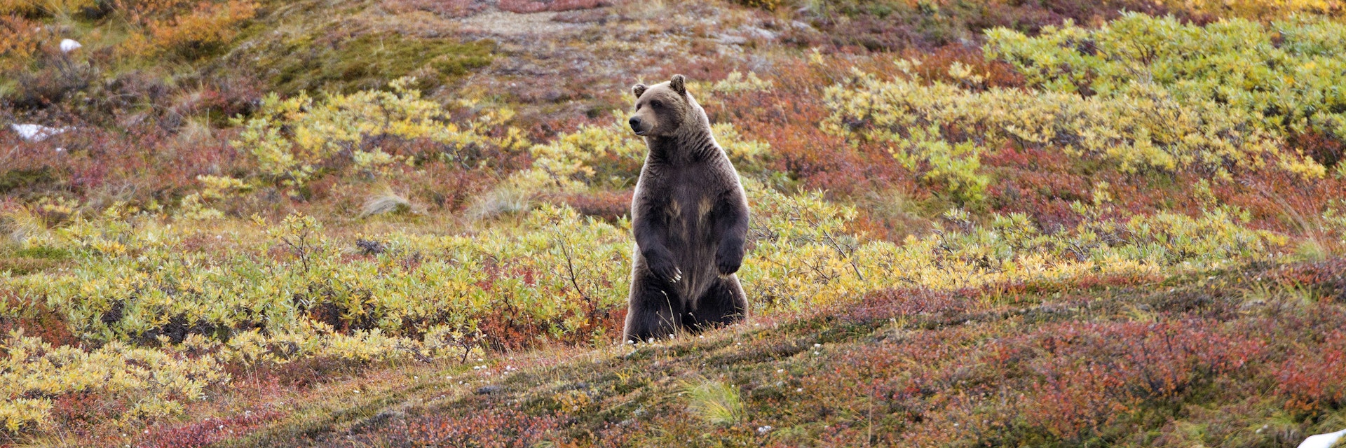 Grizzly bears are the pre-eminent predators in Denali National Park.