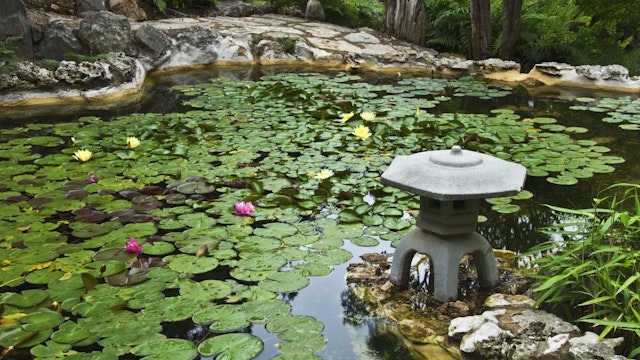 Koi pond  covered with lily pads at Isamu Taniguchi Japanese Garden, located in Zilker Botanical Garden.