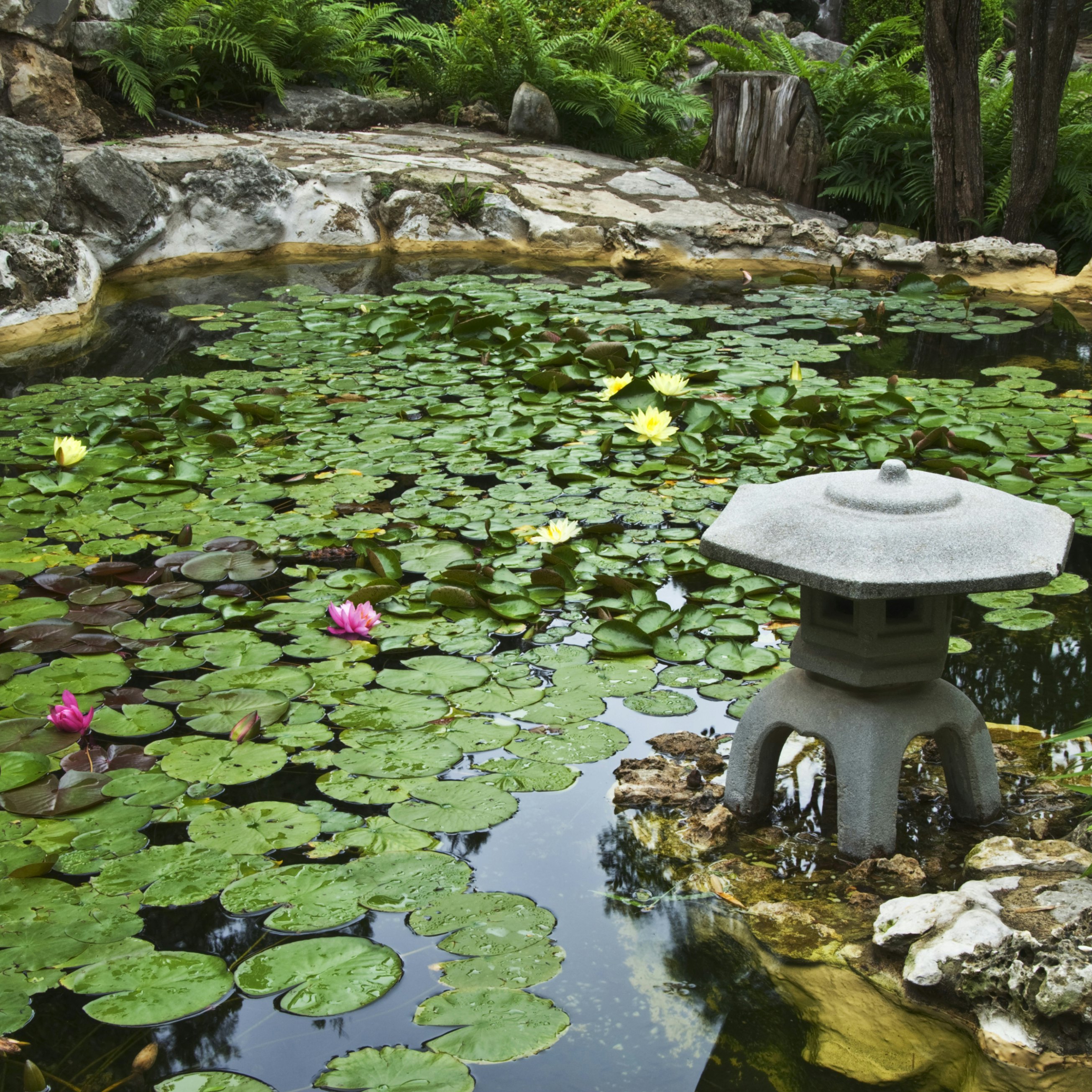 Koi pond covered with lily pads at Isamu Taniguchi Japanese Garden, located in Zilker Botanical Garden.