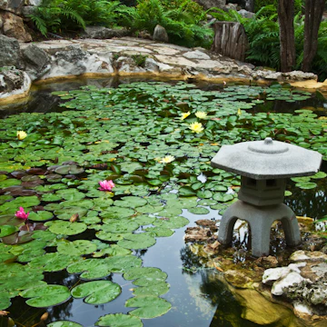 Koi pond covered with lily pads at Isamu Taniguchi Japanese Garden, located in Zilker Botanical Garden.