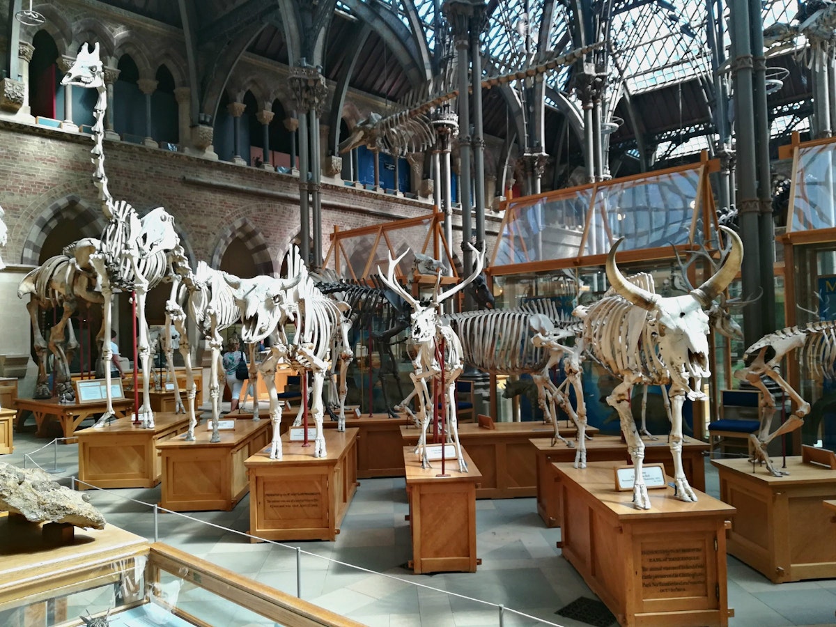 Displays in the Oxford University Museum of Natural History.