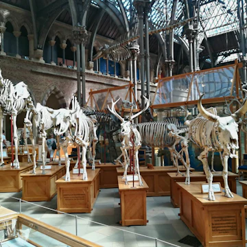 Displays in the Oxford University Museum of Natural History.