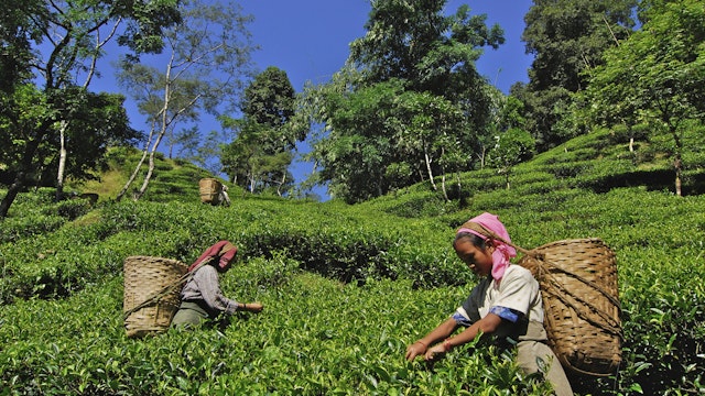 Women plucking tea at Makaibari tea plantation, Darjeeling, West Bengal, India, Asia