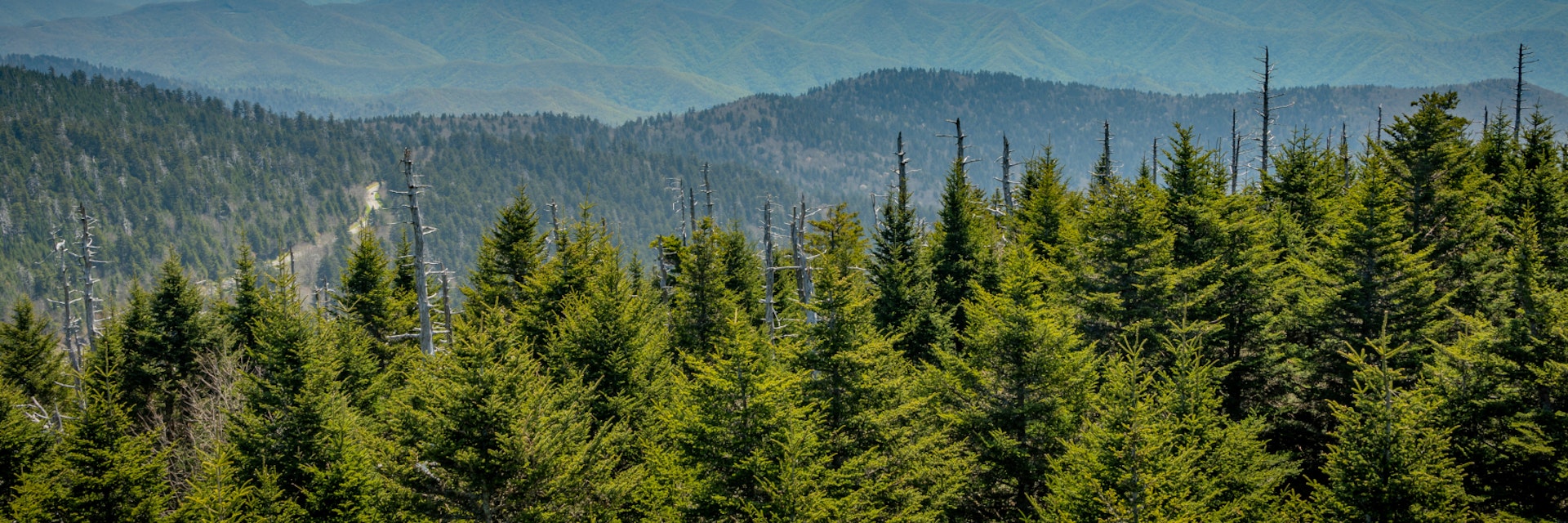 Looking South From Clingmans Dome over mountain range