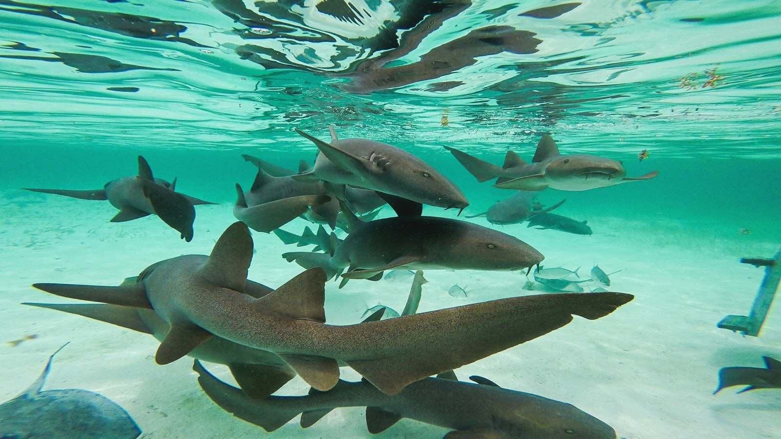 Shark Ray Alley, Caye Caulker, Sand Pedro, Belize ; Shutterstock ID 1098661994; Your name (First / Last): Alicia Johnson; GL account no.: 65050; Netsuite department name: Online Editorial ; Full Product or Project name including edition: Belize