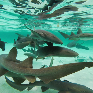 Shark Ray Alley, Caye Caulker, Sand Pedro, Belize ; Shutterstock ID 1098661994; Your name (First / Last): Alicia Johnson; GL account no.: 65050; Netsuite department name: Online Editorial ; Full Product or Project name including edition: Belize