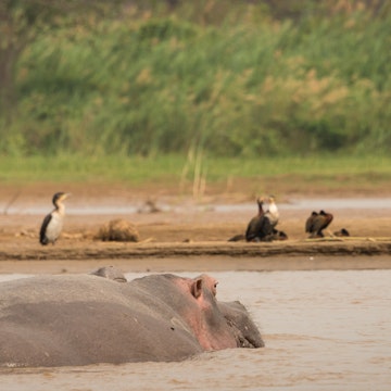 This hippo was just providing overwatch for his bird friends.