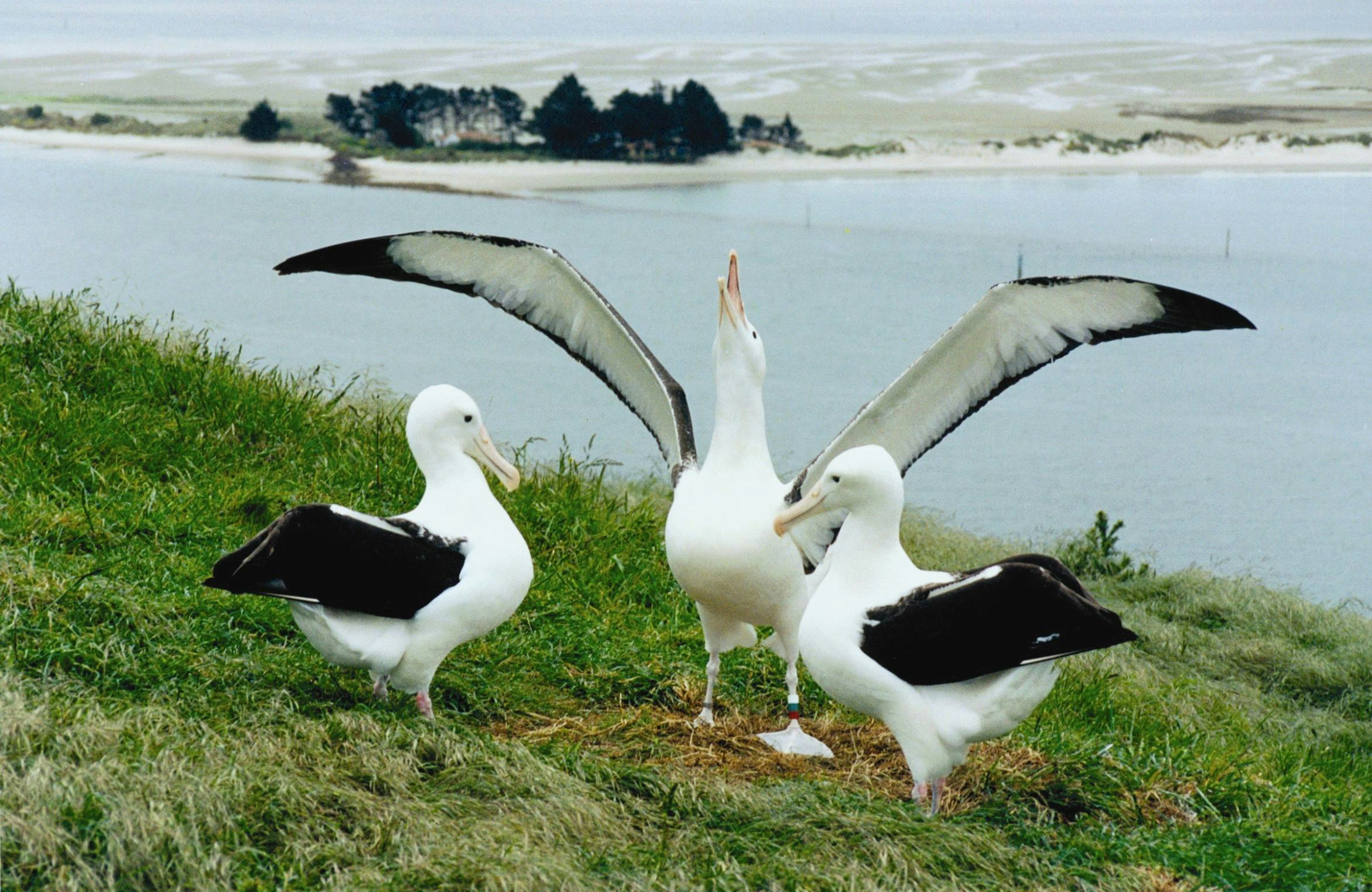 Royal Albatross Centre & Fort Taiaroa