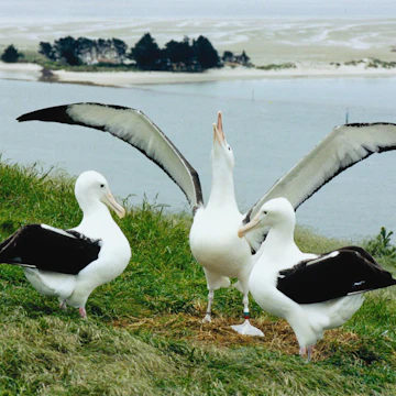 Royal Albatross Centre & Fort Taiaroa